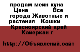 продам мейн куна › Цена ­ 15 000 - Все города Животные и растения » Кошки   . Красноярский край,Кайеркан г.